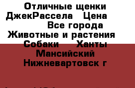 Отличные щенки ДжекРассела › Цена ­ 50 000 - Все города Животные и растения » Собаки   . Ханты-Мансийский,Нижневартовск г.